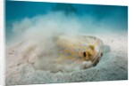 Bluespotted Ribbontail Stingray (Taeniura lymma) by Anonymous