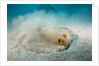 Bluespotted Ribbontail Stingray (Taeniura lymma) by Anonymous
