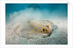 Bluespotted Ribbontail Stingray (Taeniura lymma) by Anonymous