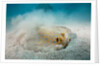 Bluespotted Ribbontail Stingray (Taeniura lymma) by Anonymous