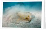 Bluespotted Ribbontail Stingray (Taeniura lymma) by Anonymous
