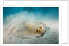 Bluespotted Ribbontail Stingray (Taeniura lymma) by Anonymous