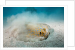 Bluespotted Ribbontail Stingray (Taeniura lymma) by Anonymous