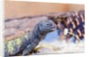 Uromastyx Lizard by Anonymous