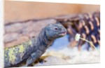 Uromastyx Lizard by Anonymous