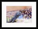 Uromastyx Lizard by Anonymous