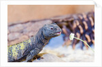 Uromastyx Lizard by Anonymous