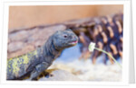 Uromastyx Lizard by Anonymous