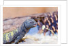 Uromastyx Lizard by Anonymous