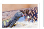 Uromastyx Lizard by Anonymous