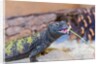Uromastyx Lizard by Anonymous