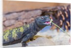 Uromastyx Lizard by Anonymous
