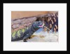 Uromastyx Lizard by Anonymous