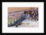 Uromastyx Lizard by Anonymous