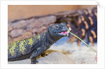 Uromastyx Lizard by Anonymous