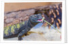 Uromastyx Lizard by Anonymous