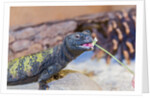 Uromastyx Lizard by Anonymous