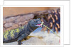 Uromastyx Lizard by Anonymous