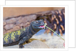 Uromastyx Lizard by Anonymous