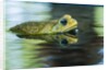 Cane Toad by Anonymous