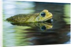 Cane Toad by Anonymous
