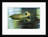 Cane Toad by Anonymous