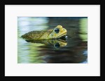 Cane Toad by Anonymous