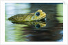 Cane Toad by Anonymous