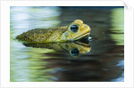 Cane Toad by Anonymous