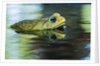 Cane Toad by Anonymous