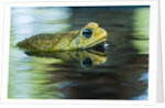 Cane Toad by Anonymous