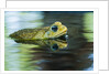 Cane Toad by Anonymous