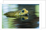 Cane Toad by Anonymous