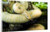 Burmese Python (albino) by Anonymous