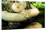 Burmese Python (albino) by Anonymous