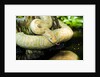 Burmese Python (albino) by Anonymous