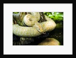 Burmese Python (albino) by Anonymous