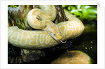 Burmese Python (albino) by Anonymous