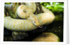 Burmese Python (albino) by Anonymous