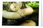 Burmese Python (albino) by Anonymous