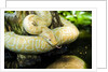 Burmese Python (albino) by Anonymous