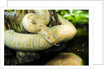 Burmese Python (albino) by Anonymous