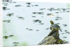 Slider (turtle) by Anonymous