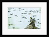 Slider (turtle) by Anonymous
