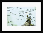 Slider (turtle) by Anonymous