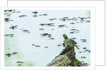 Slider (turtle) by Anonymous