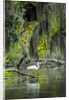 Great Egret by Anonymous