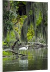 Great Egret by Anonymous