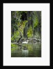 Great Egret by Anonymous