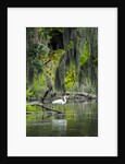 Great Egret by Anonymous